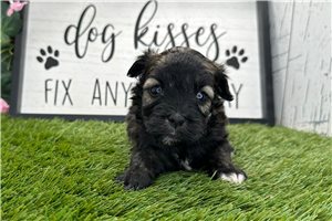 Halo - Havanese for sale