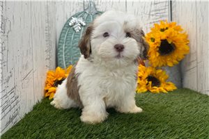 Hamish - Havanese for sale