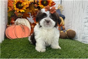 Rosalee - Havanese for sale