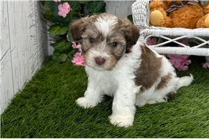 Abraham - Havanese for sale
