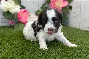Alea - puppy for sale