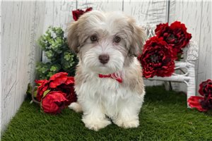 Dillon - Havanese for sale