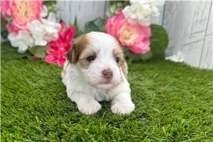 Kylie - Havanese for sale
