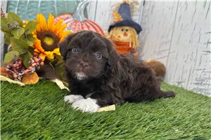 Landon - Havanese for sale