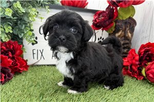 Kade - Havanese for sale