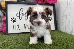 Allegra - puppy for sale