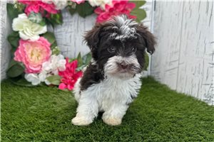 Jonathan - Havanese for sale