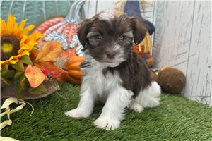 Larkin - Havanese for sale