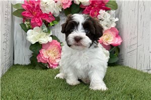 Penelope - Havanese for sale