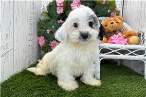 Valerie - Havanese for sale