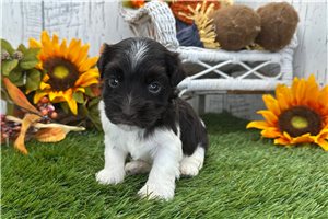 Bastian - puppy for sale