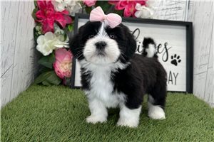 Luciana - Havanese for sale