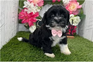 Brett - Havanese for sale