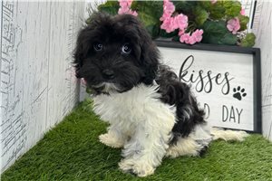 Cash - Havanese for sale