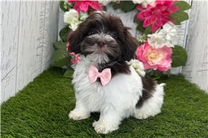 Kairo - Havanese for sale