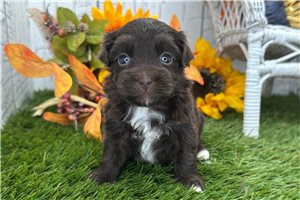 Bristol - puppy for sale