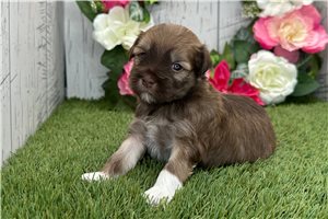 Kiki - Havanese for sale