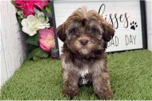 Pauly - Havanese for sale