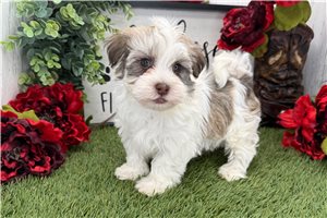 Khalil - Havanese for sale