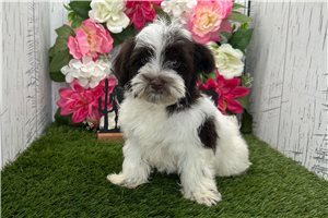 Tiffy - Havanese for sale