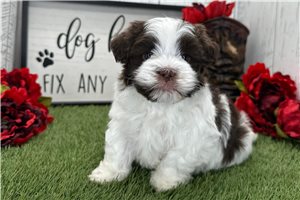 Newt - Havanese for sale