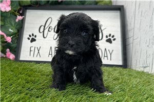 Hadley - puppy for sale
