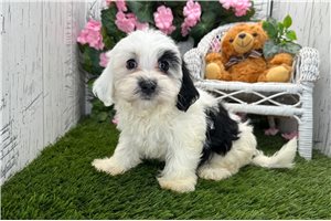 Valerie - Havanese for sale
