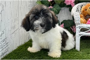 Veronica - Havanese for sale