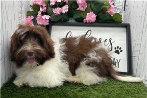 Karter - Havanese for sale