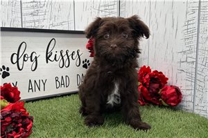 Grace - Havanese for sale