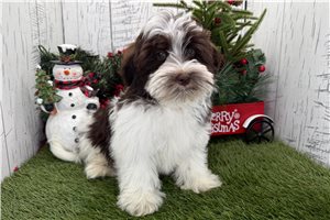 Calvin - Havanese for sale