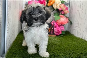 Voltage - Havanese for sale