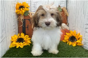 Figaro - Havanese for sale