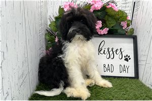 Norris - puppy for sale