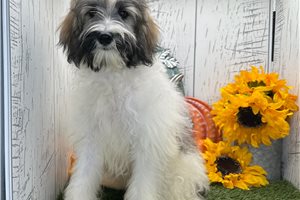 Shayna - puppy for sale