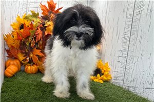 Cookie - Havanese for sale