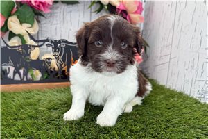Karter - Havanese for sale