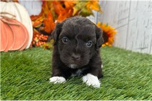 Landon - puppy for sale