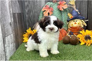 Novalee - puppy for sale
