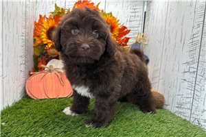 Rick - Havanese for sale