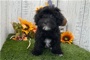 Hadley - Havanese for sale