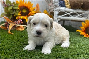 Easton - puppy for sale