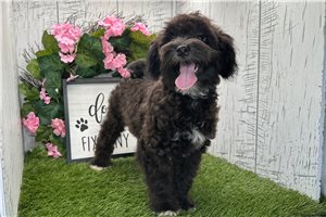 Nadia - Havanese for sale