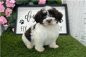 Spirit - puppy for sale