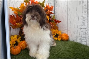 Fawn - puppy for sale