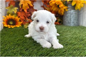 Brolin - puppy for sale
