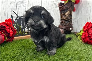 Mister - puppy for sale
