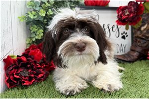 Lincoln - puppy for sale