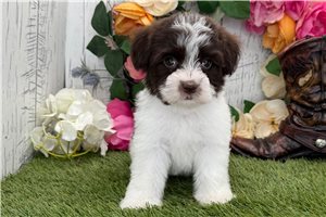 Felix - puppy for sale