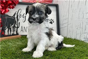 Voltage - puppy for sale